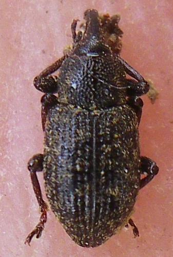 Notaris sp.